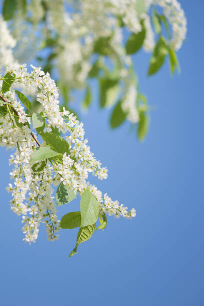 Spring branch of blossoming bird cherry with white flowers at a sunny morning against the blue sky, gentle natural background with copy-space