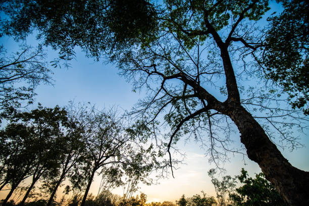 Sunset at park colorful sky cloud nature landscape tree forest