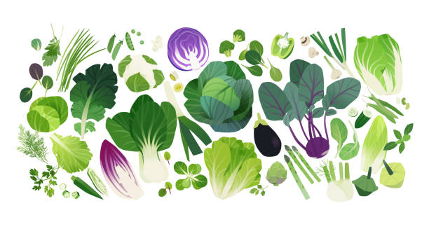 ilustrações de stock, clip art, desenhos animados e ícones de cabbage and leafy greens clip art icons - acelgas