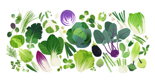 капуста и листовая зелень клип искусства иконы - kale chard vegetable cabbage stock illustrations