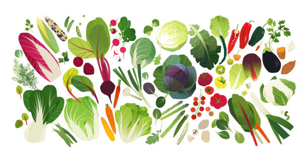 ilustrações de stock, clip art, desenhos animados e ícones de vegetable and herb icons - acelgas
