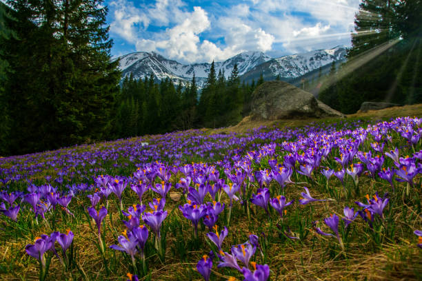 istock Beautiful meadow with blooming purple crocuses illuminated by sunbeams 1208813645