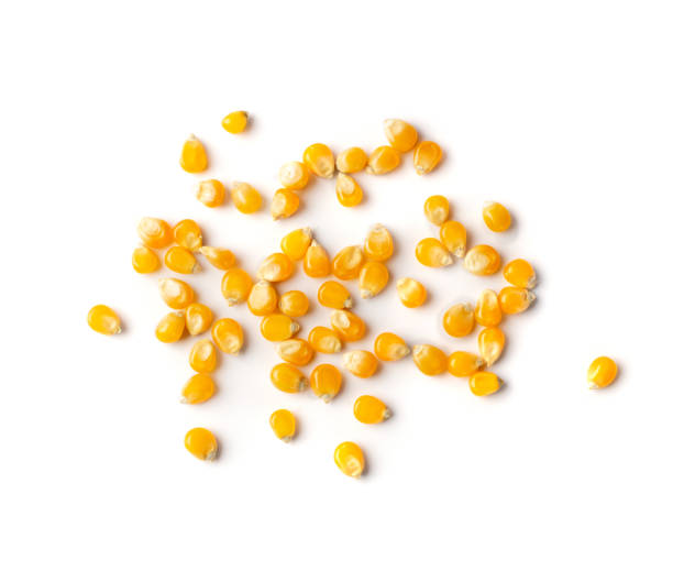 istock Heap of Raw Popcorn Grains Isolated on White Background 1208814465