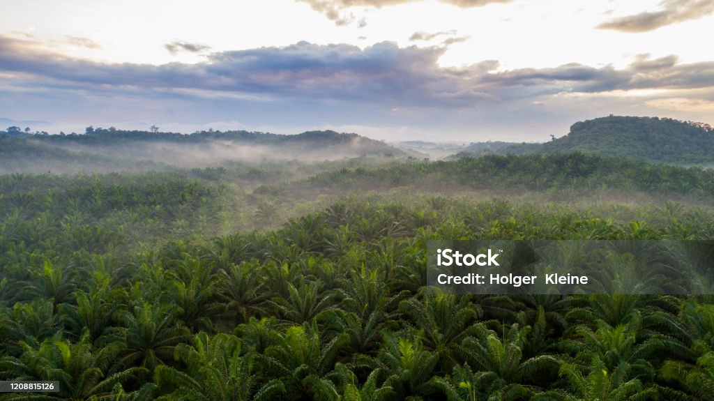 Palm tree plantation at Malaysia A palm tree plantation from the sky at Pahang, Malaysia. Drone view of a sunrise above the palm plantation where there used to be jungle before. Destroyed Rain forest in Asia for palm oil production. Haze climb over the palm trees during sunrise. Fog from humidity soar through the branches Palm Oil Stock Photo