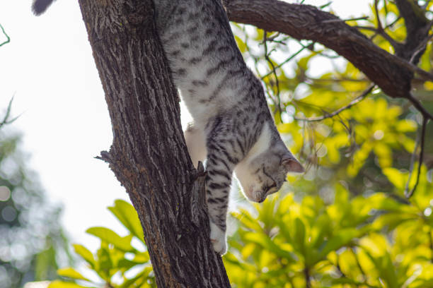 istock Little Cat in the Trees 1208815386