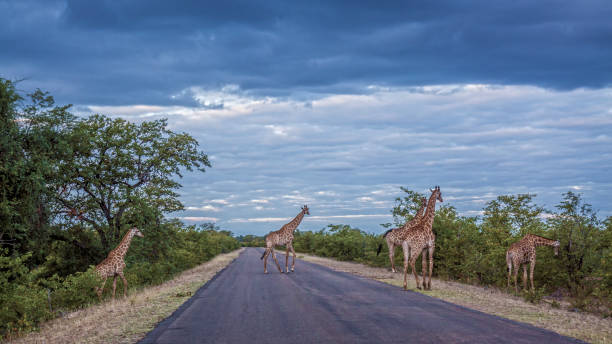 istock Giraffe in Kruger National park, South Africa 1208815397