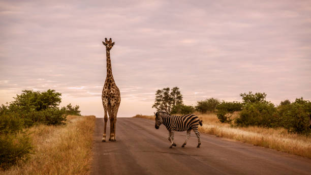 istock Giraffe in Kruger National park, South Africa 1208815535
