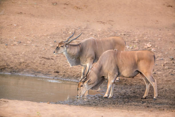 l’élan commun dans le parc national de kruger, afrique du sud - éland du cap photos et images de collection