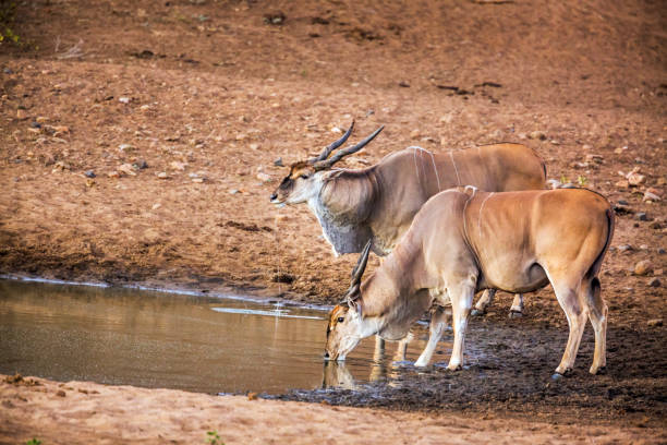 Common eland in Kruger National park, South Africa Two Common elands drinking in waterhole in Kruger National park, South Africa ; Specie Taurotragus oryx family of Bovidae cape eland photos stock pictures, royalty-free photos & images