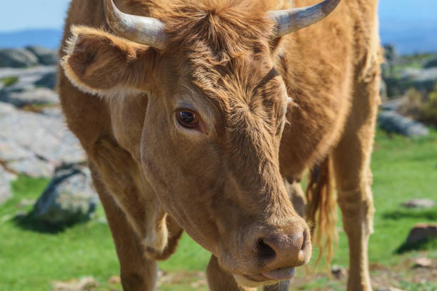 istock close-up of a cow tasting 1208819217