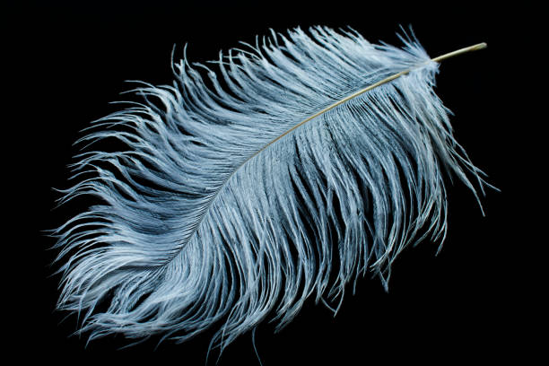 white ostrich feather - ostrich bird wind fluffy imagens e fotografias de stock