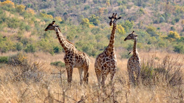 istock Herd of giraffe in tall, dry grass 1208820324
