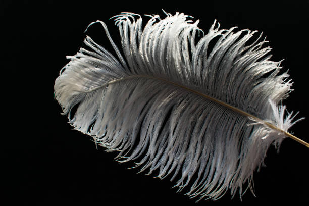 plume blanche d’autruche - ostrich bird wind fluffy photos et images de collection