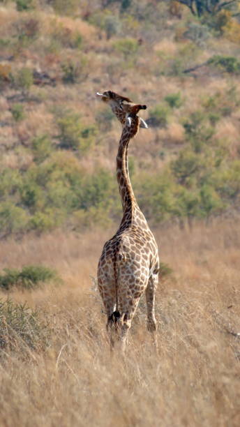 istock Giraffe in tall, dry grass 1208820386