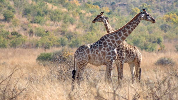 istock Herd of giraffe in tall, dry grass 1208820440