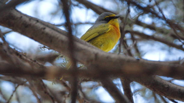 istock Orange-breasted bushshrike in a tree 1208820805