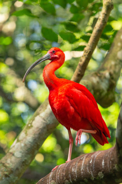 スカーレットイビス(ユードシムス・ルバー) - scarlet ibis ストックフォトと画像
