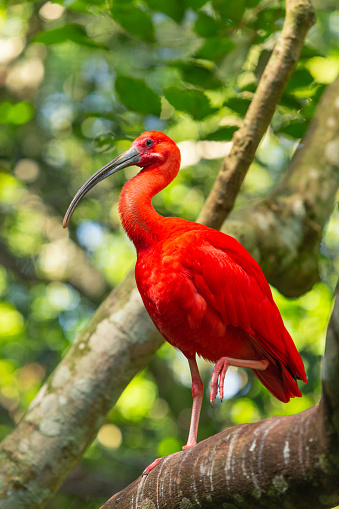 The scarlet ibis (Eudocimus Ruber) is a species of ibis in the bird family Threskiornithidae. It inhabits tropical South America and islands of the Caribbean. In form it resembles most of the other twenty-seven extant species of ibis, but its remarkably brilliant scarlet coloration makes it unmistakable. It is one of the two national birds of Trinidad and Tobago.