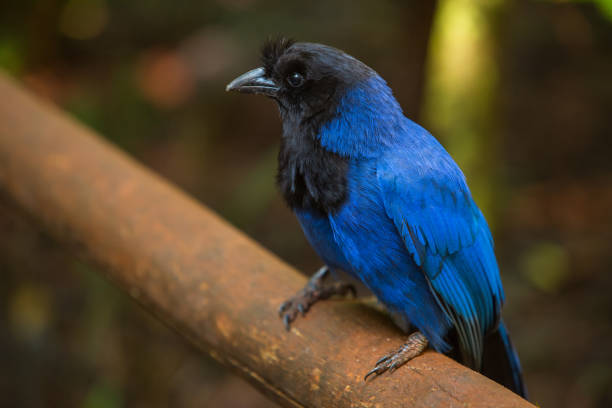 Azure Jay is a bird of the crow family, Corvidae. It is found in the Atlantic Forest, especially with Araucaria angustifolia, in south-eastern Brazil (São Paulo to Rio Grande do Sul), far eastern Paraguay and far north-eastern Argentina. It is the state bird of Paraná