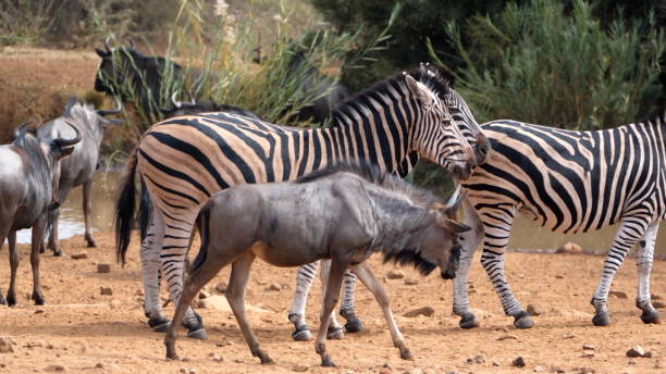 istock Herd of zebra and wildebeest 1208823139