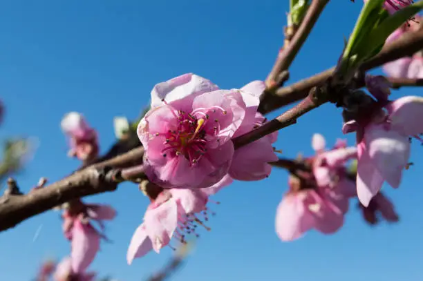 Spring blossom flowers, peach tree branches and blue sky in the background