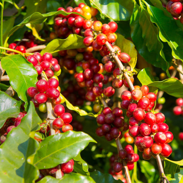 istock Coffee tree and coffee beans in the garden 1208824617