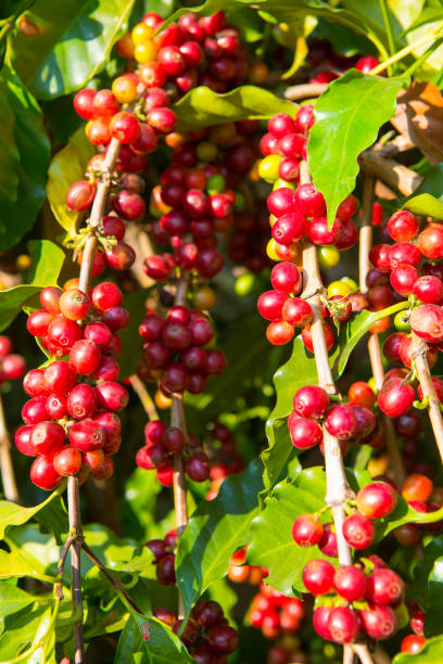 istock Coffee tree and coffee beans in the garden 1208824680