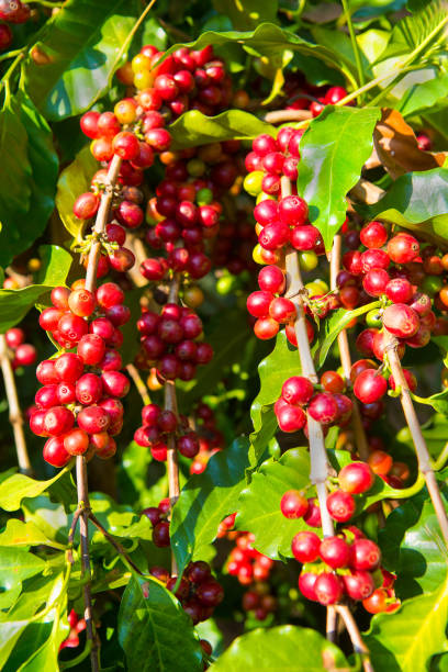 istock Coffee tree and coffee beans in the garden 1208824891