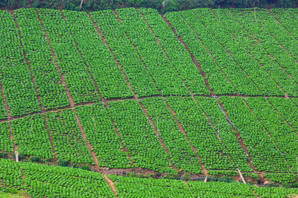 istock Beautiful vegetable plantations on the mountains in the background 1208825067