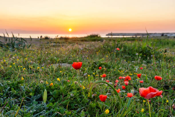 istock Red poppy flowers 1208825105