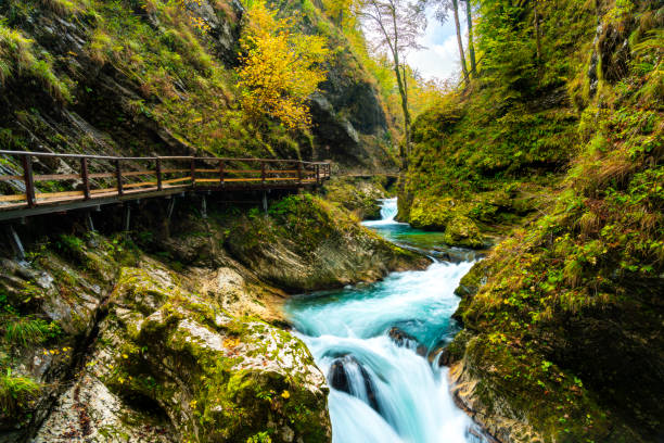 wintgar gorge znajduje się na najsłynniejszym wąwozie w słowenii. istnieje wiele jesiennych liści i niebieski wąwóz. znajduje się on w pobliżu jeziora bled. - beauty in nature clean cool stream zdjęcia i obrazy z banku zdjęć