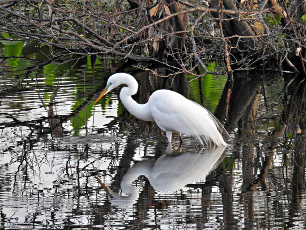 istock Great Egret (Ardea alba) - foraging in the Florida wetlands 1208827093