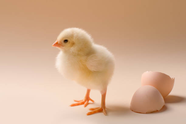 istock Image of a newborn fluffy fledgling chicken next to the eggshell. 1208827140