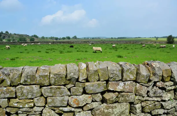 Photo of Sheep grazing on green field with stone wall in Yorkshire, England, United Kingdom
