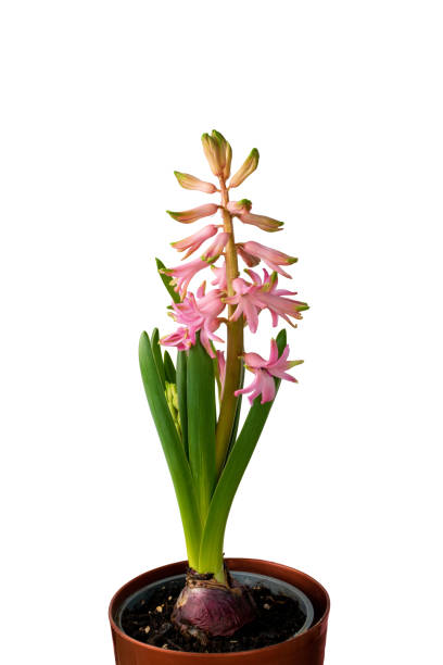 istock Fresh Pink Hyacinth Flower, Blooming First Spring Hyacinthus Flower 1208829201