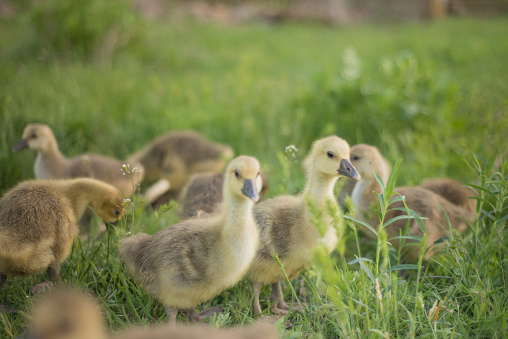 Little goslings eating grass on traditional free range poultry farm