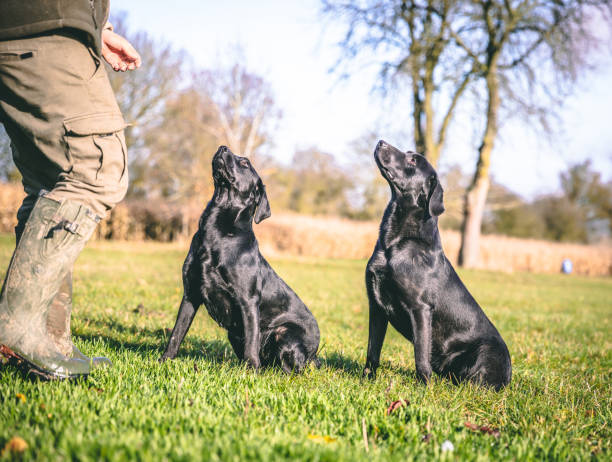 istock Two Black Labrador Dogs being trained by their owner 1208831698