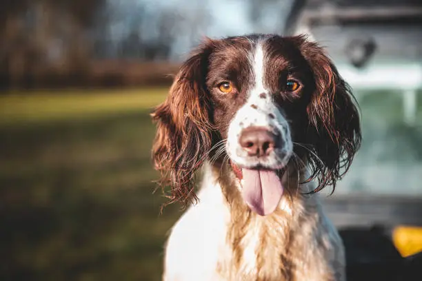 Springer Spaniel close up head shot looking into camera while sticking tongue out.