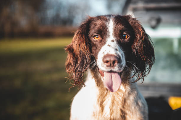 springer spaniel portrait sticking tongue out - springer spaniel dog pets animal imagens e fotografias de stock