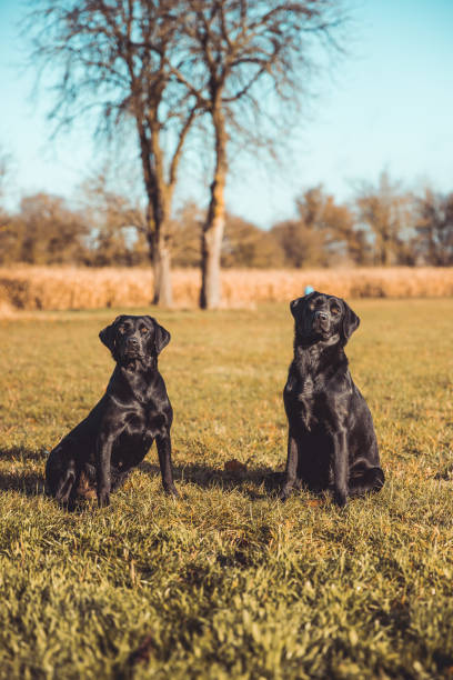 istock 2 Black Labrador dogs looking at the camera while sitting together. 1208831955