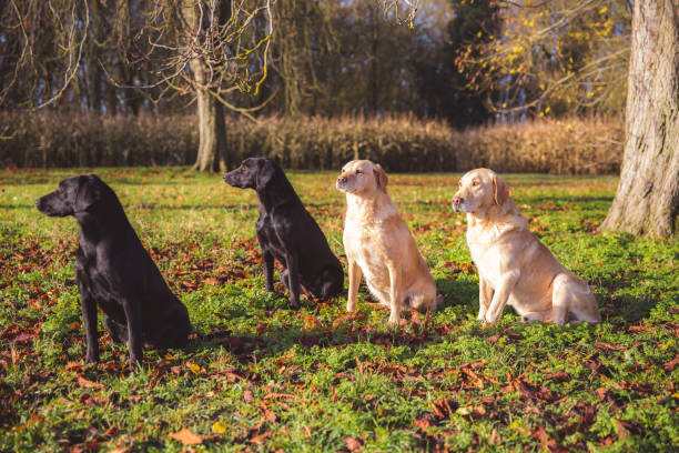 앉아있는 동안 거리를 바라보는 총 개 - trained dog animals hunting labrador retriever golden retriever 뉴스 사진 이미지