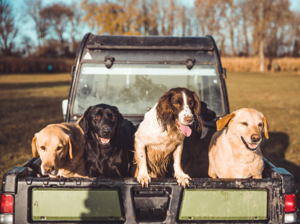 schmutzige kanonenhunde im heck eines pick-up-trucks - trained dog animals hunting labrador retriever golden retriever stock-fotos und bilder