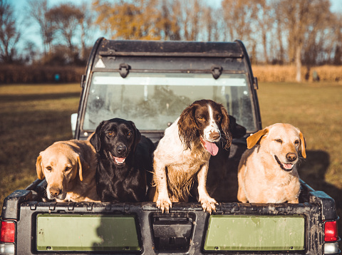 Dirty gun dogs in the back of a pick up truck