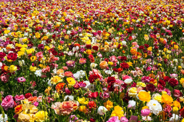 istock Picturesque multicolor floral carpet 1208832384