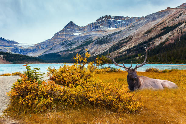 istock Beautiful deer on the shore 1208832472
