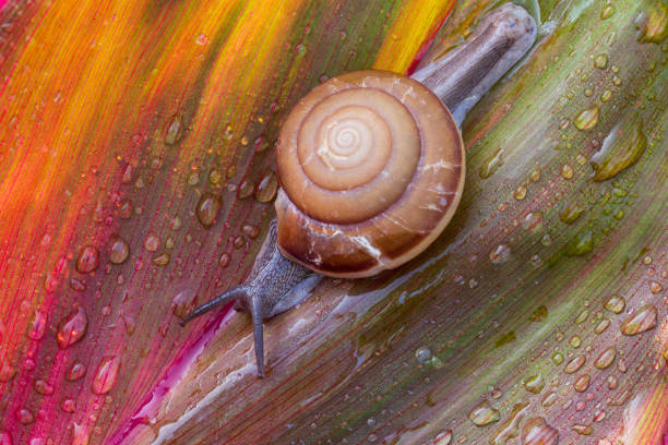 Thailand, Abstract, Animal, Animal Antenna, Animal Shell