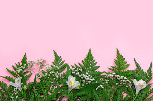 Creative background made of green fern and white spring flowers on pink. Top view.
