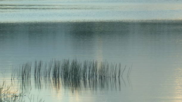 istock reflection of trees in the water 1208834314