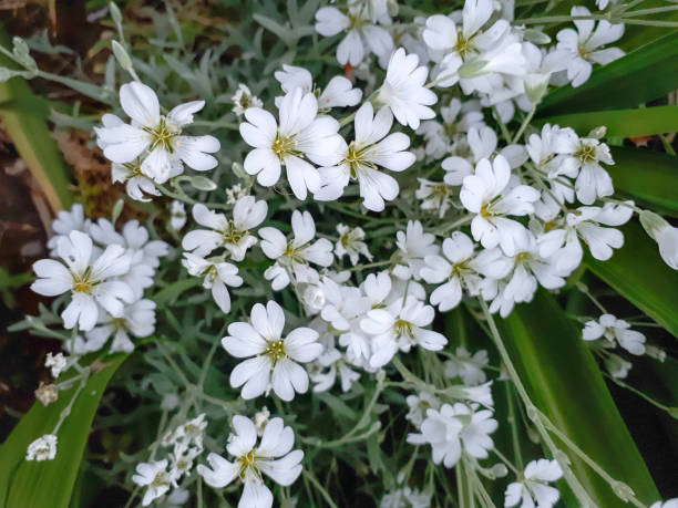 istock White Field Mouse-Ear Flower in the Garden 1208834363