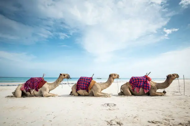 Camels on exotic, tropical beach in Africa, Diani Beach, Kenya or Zanzibar